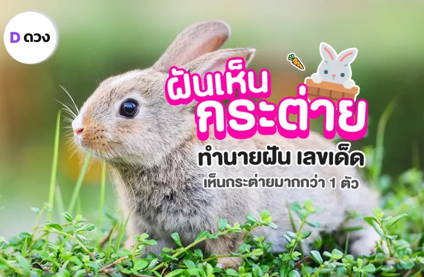 ทำนายฝัน เลขเด็ด ฝันเห็นกระต่าย ฝันเห็นกระต่าย สีขาว