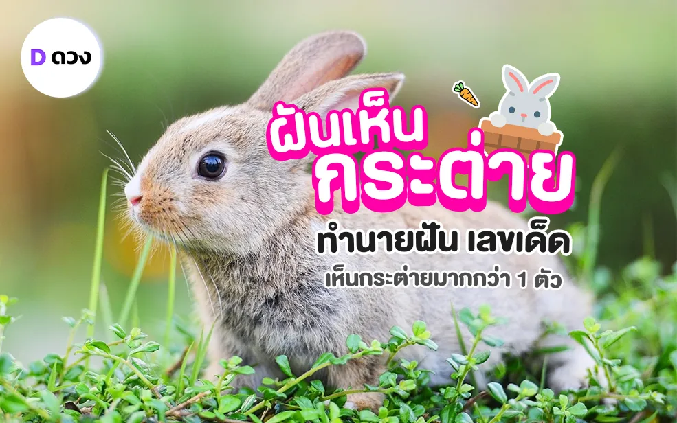 ทำนายฝัน เลขเด็ด ฝันเห็นกระต่าย ฝันเห็นกระต่าย สีขาว