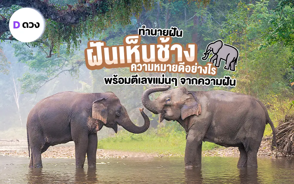 ทำนายฝัน เลขเด็ด ฝันเห็นช้าง ฝันเห็นช้าง 3 ตัว ฝันเห็นช้าง ออกลูก