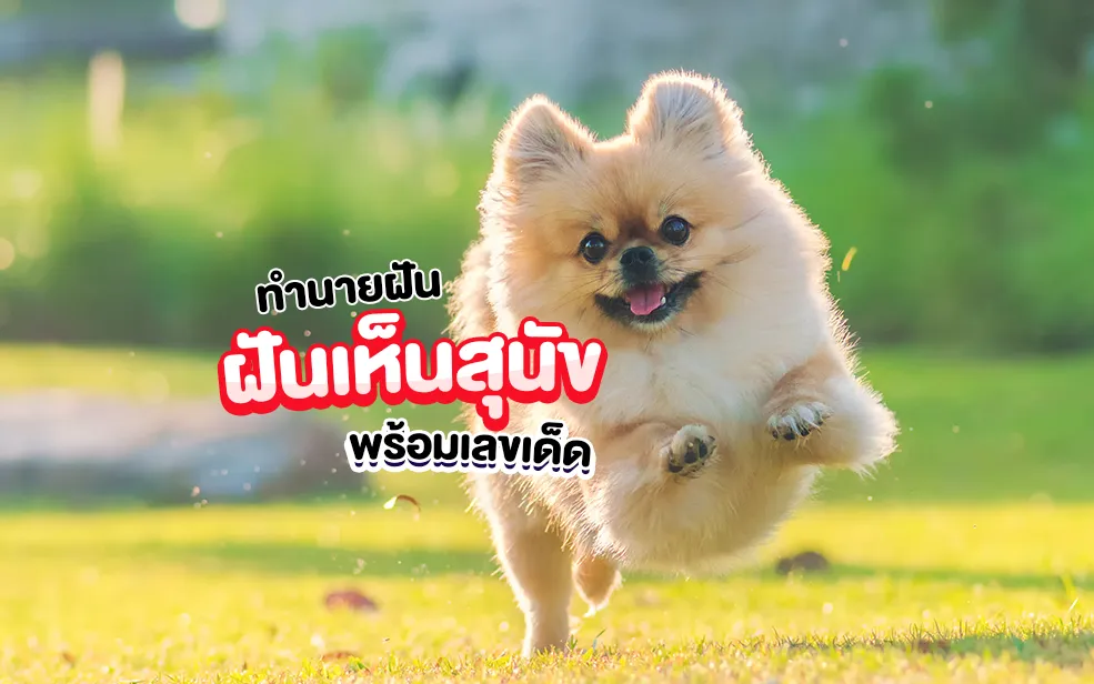 ฝันเห็นสุนัข ฝันเห็นสุนัขเข้ามาหา จะดีหรือร้าย ทำนายฝันแม่นๆ เลขเด็ด