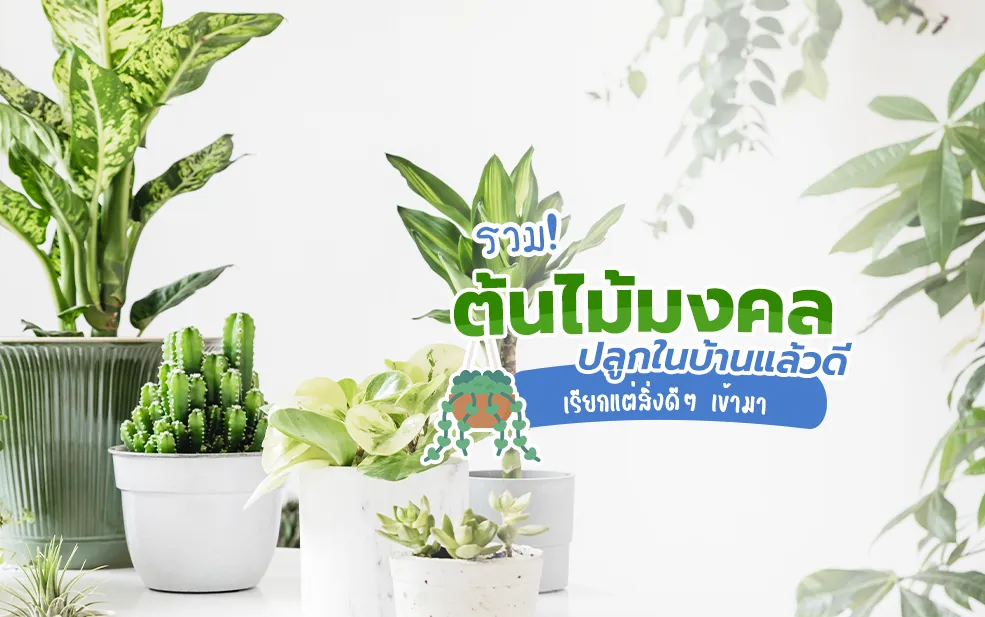 ต้นไม้มงคล ปลูกในบ้านแล้วดี