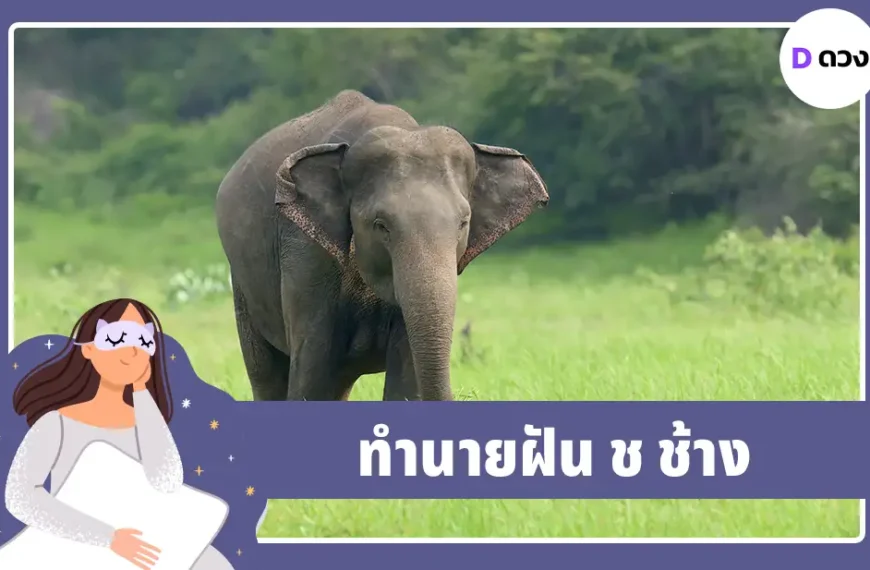 ทำนายฝัน ช ช้าง