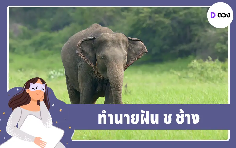 ทำนายฝัน ช ช้าง