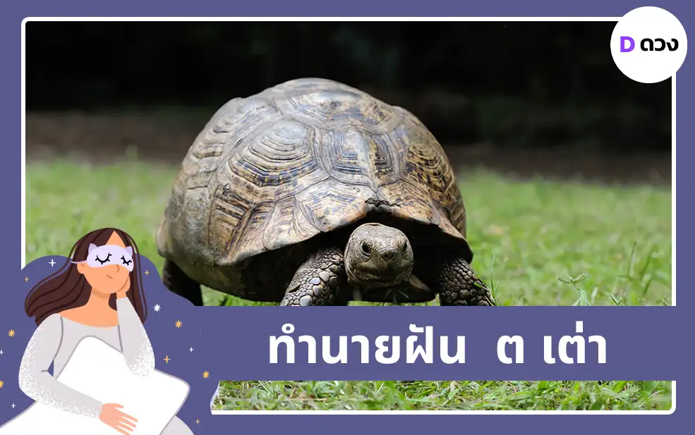 ทำนายฝัน ต เต่า