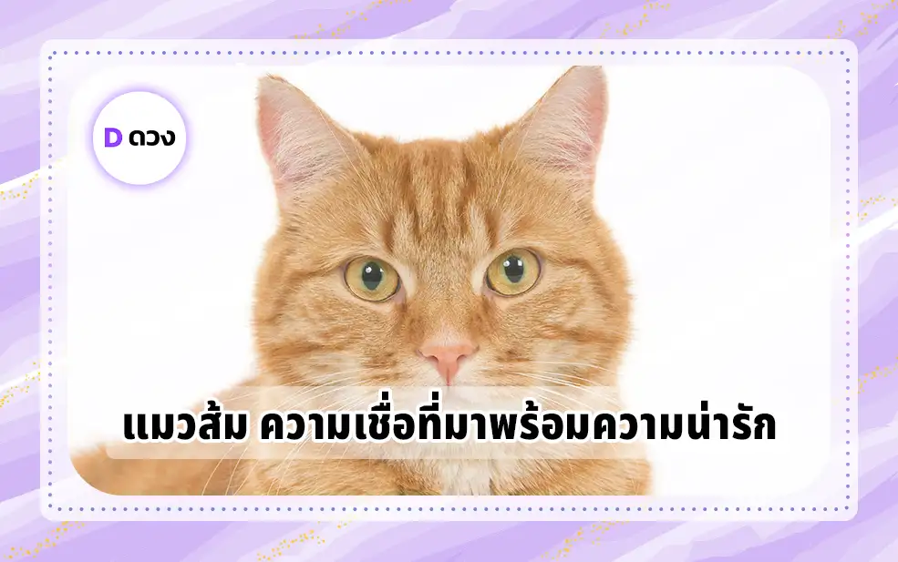 แมวส้ม ความเชื่อ