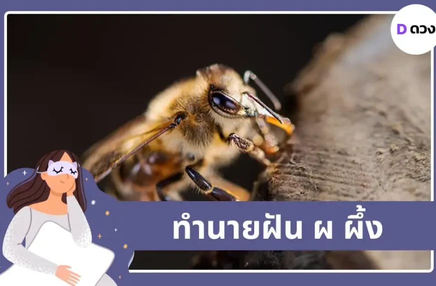 ทำนายฝัน ผ ผึ้ง