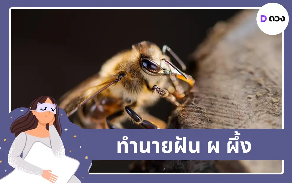ทำนายฝัน ผ ผึ้ง